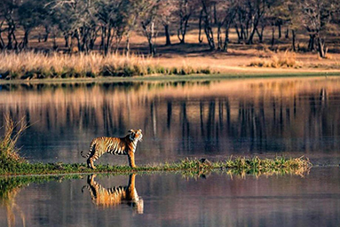 Ranthambore blog