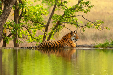 Ranthambore blog