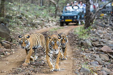 Ranthambore blog