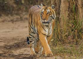 Ranthambore zone