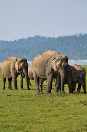 elephantranthambore