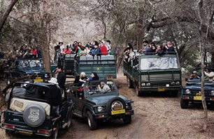 Ranthambore jeep booking