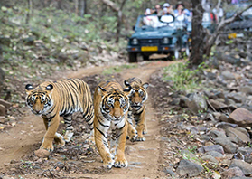 Ranthambore zone