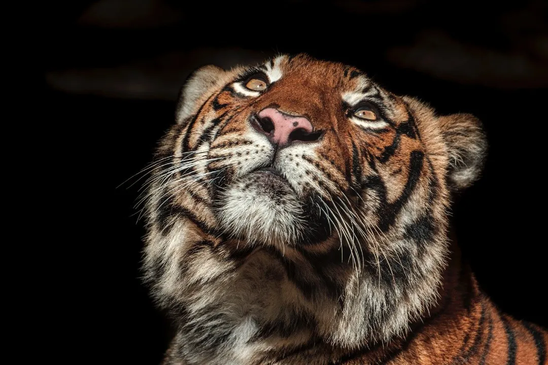 About Ranthambore Tiger