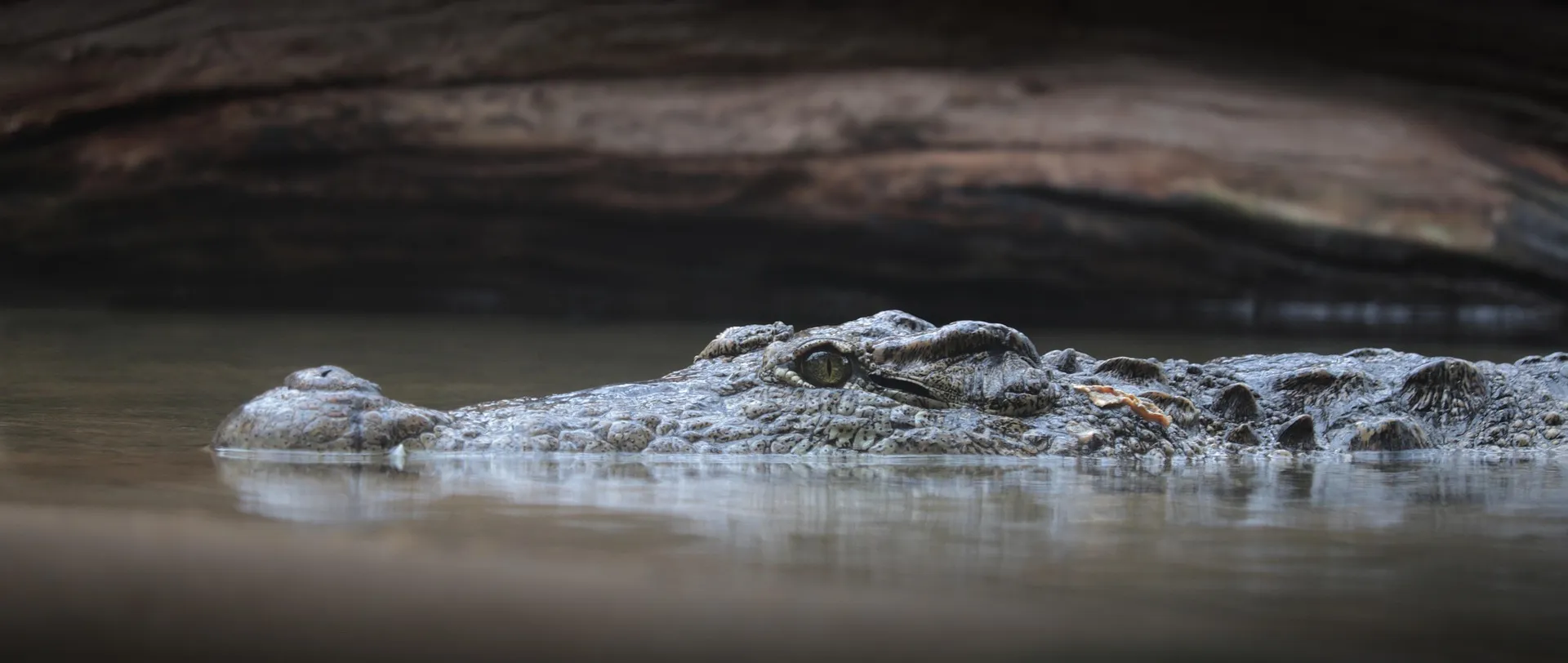 Ranthambore Chambal Crocodile