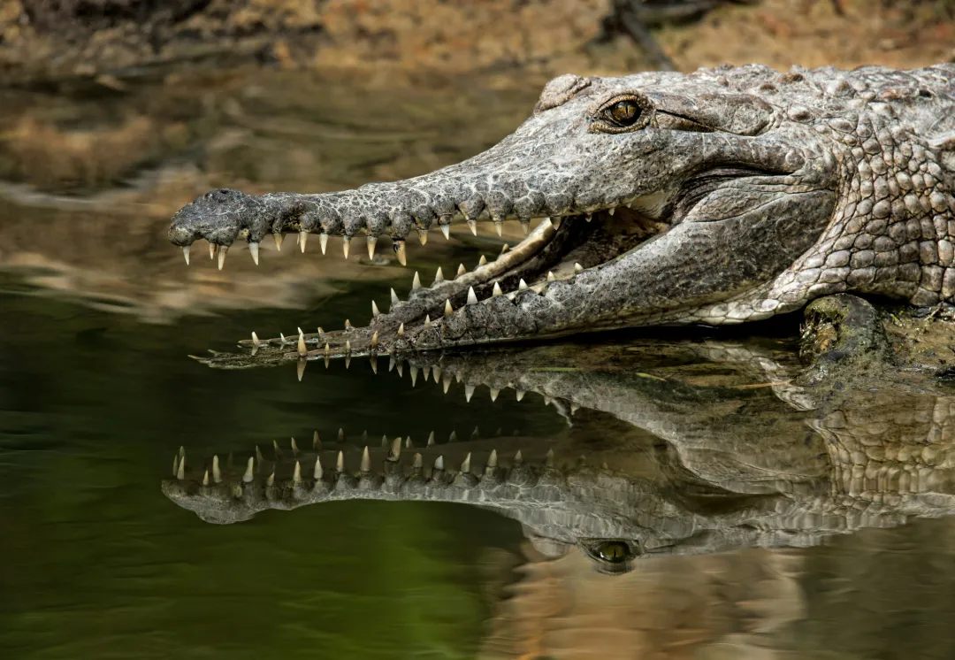 Ranthambore Gharial