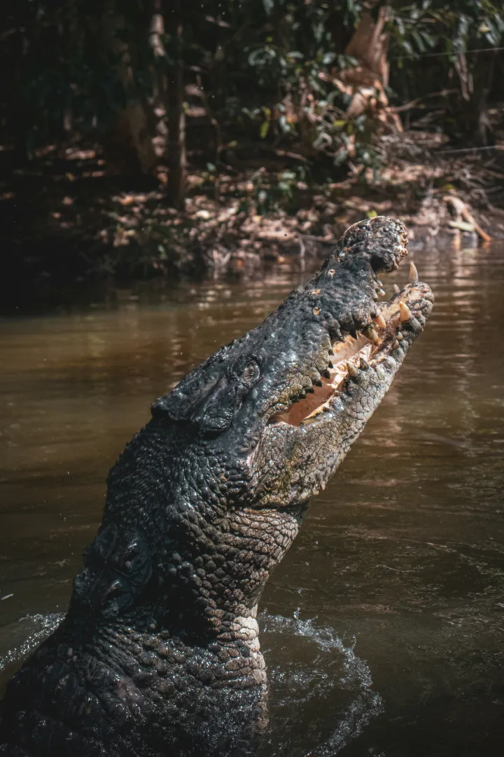 Ranthambore National Park Crocodile
