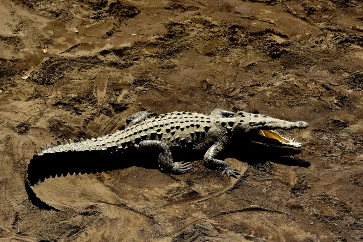 Ranthambore Park Crocodile