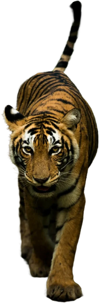 Ranthambore Tiger