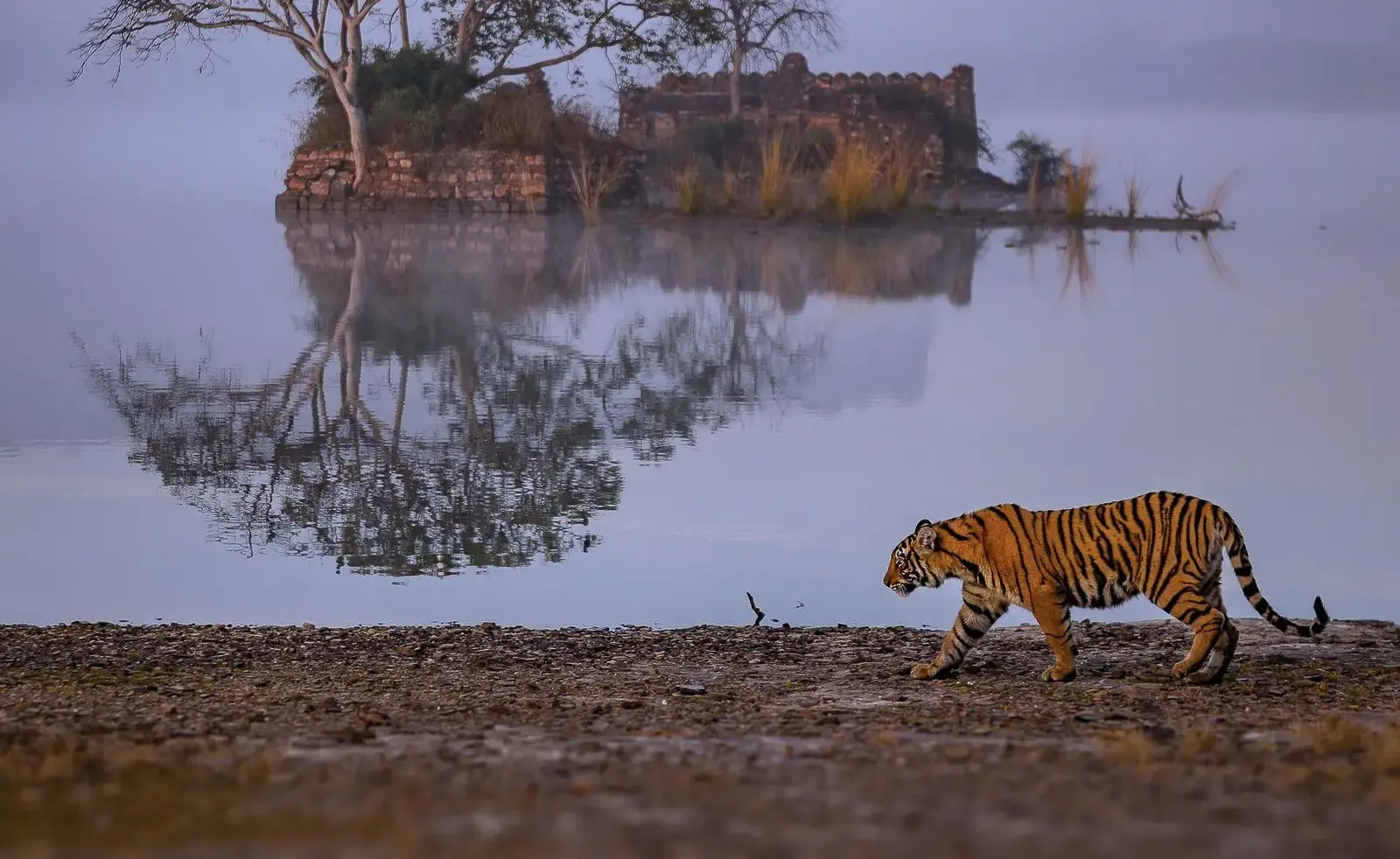 Wildlife You Can See at Ranthambore National Park